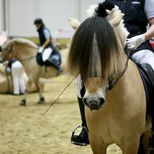 Spring & Dressage Derby 